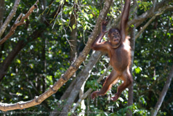 Borneo - The Best Of